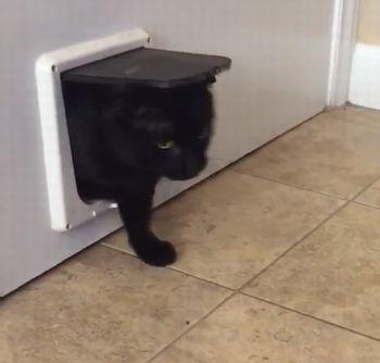Cat_Gets_Stuck _in _pet_Door.jpg